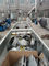 38Cr Moaia PVC σωλήνων δίδυμη βιδών παραγωγή σωλήνων εξωθητών διπλή που κατασκευάζει τη μηχανή